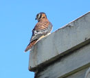 Bird of Roof