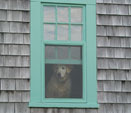 Honey in Window