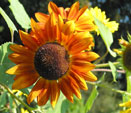 Orange Sunflower